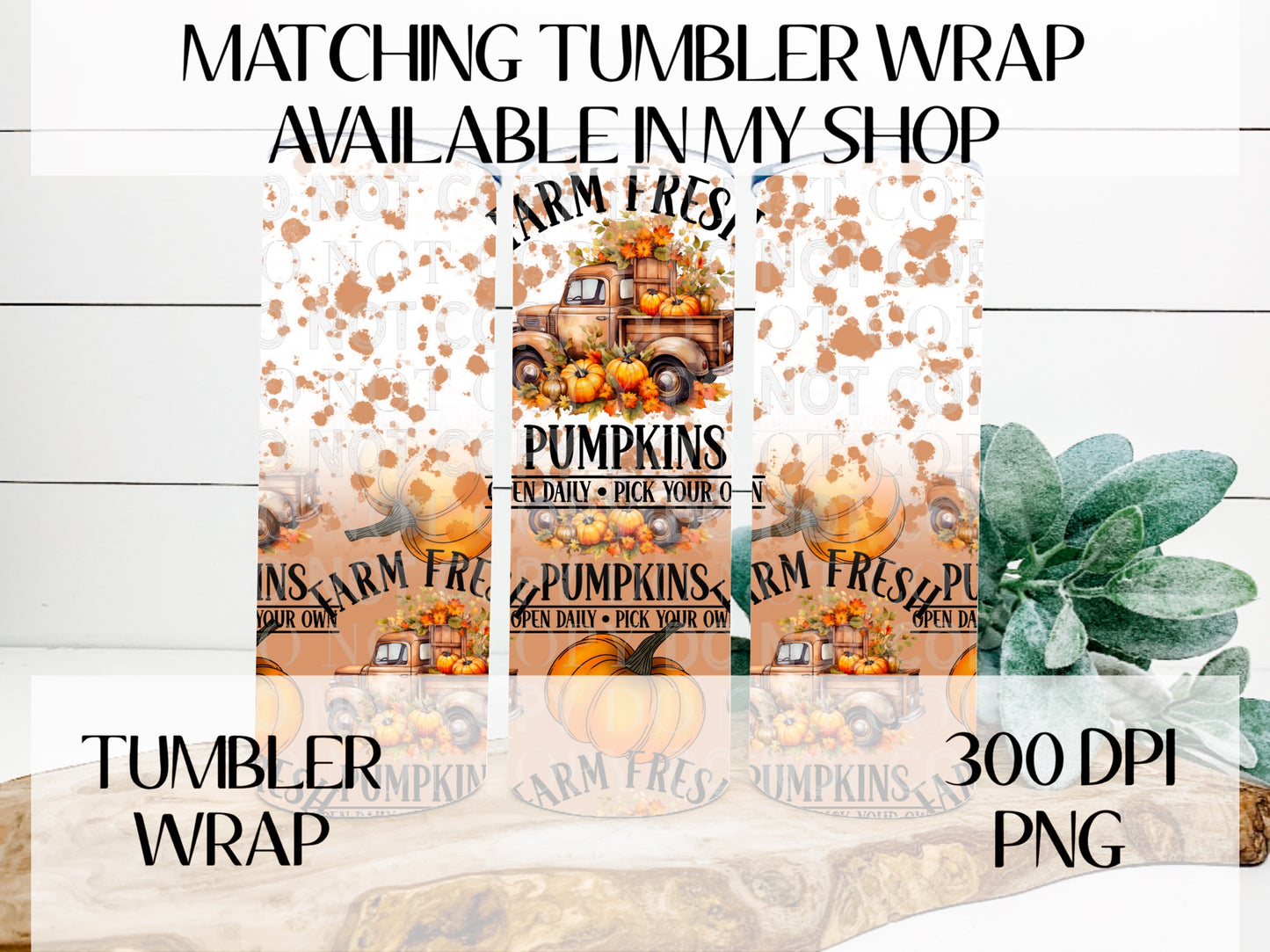 Farm Fresh Pumpkins Semi TRANSPARENT Wrap